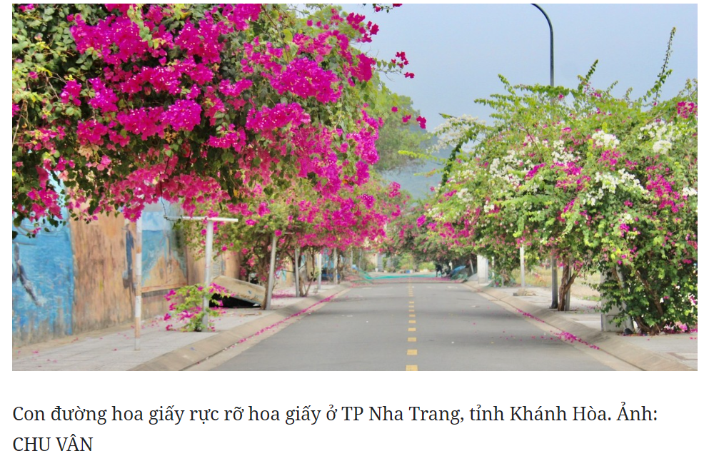 Nha Trang vào mùa hoa giấy rực rỡ tha hồ sống ảo